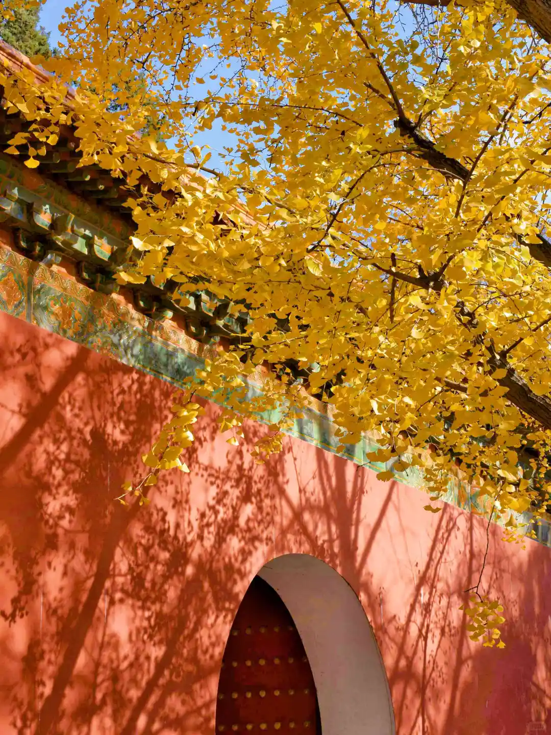 已经开始期待南京封神级别的秋天了🍂🍂