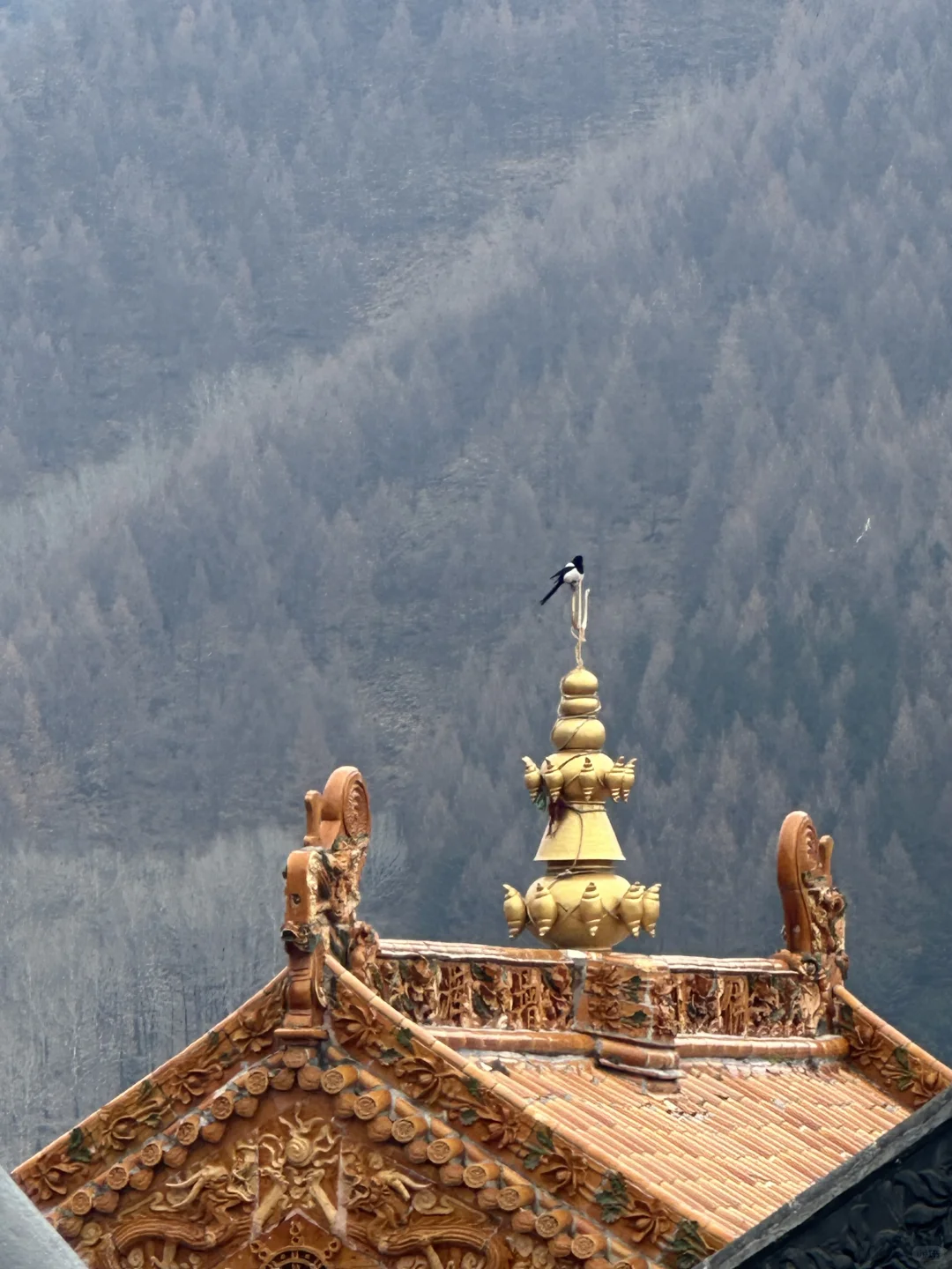 五台山攻略(必看版)|两天一夜