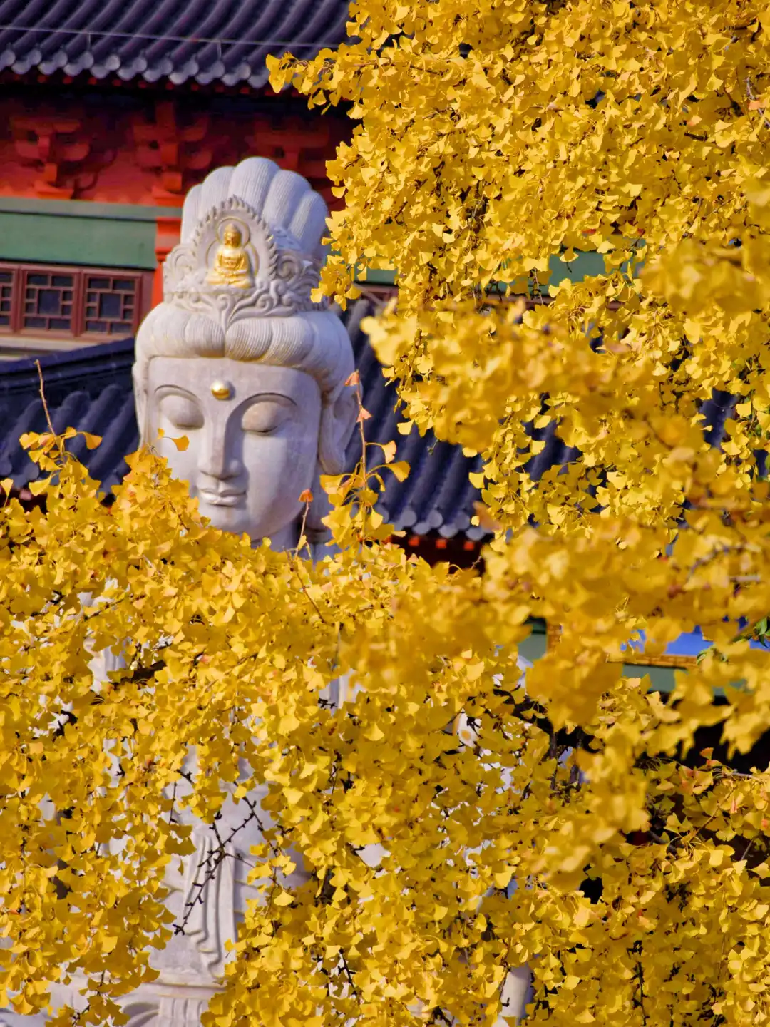 已经开始期待南京封神级别的秋天了🍂🍂