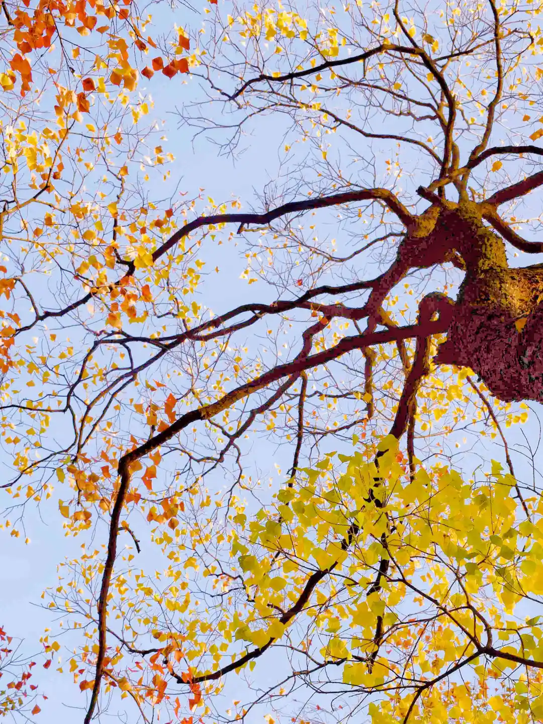 已经开始期待南京封神级别的秋天了🍂🍂