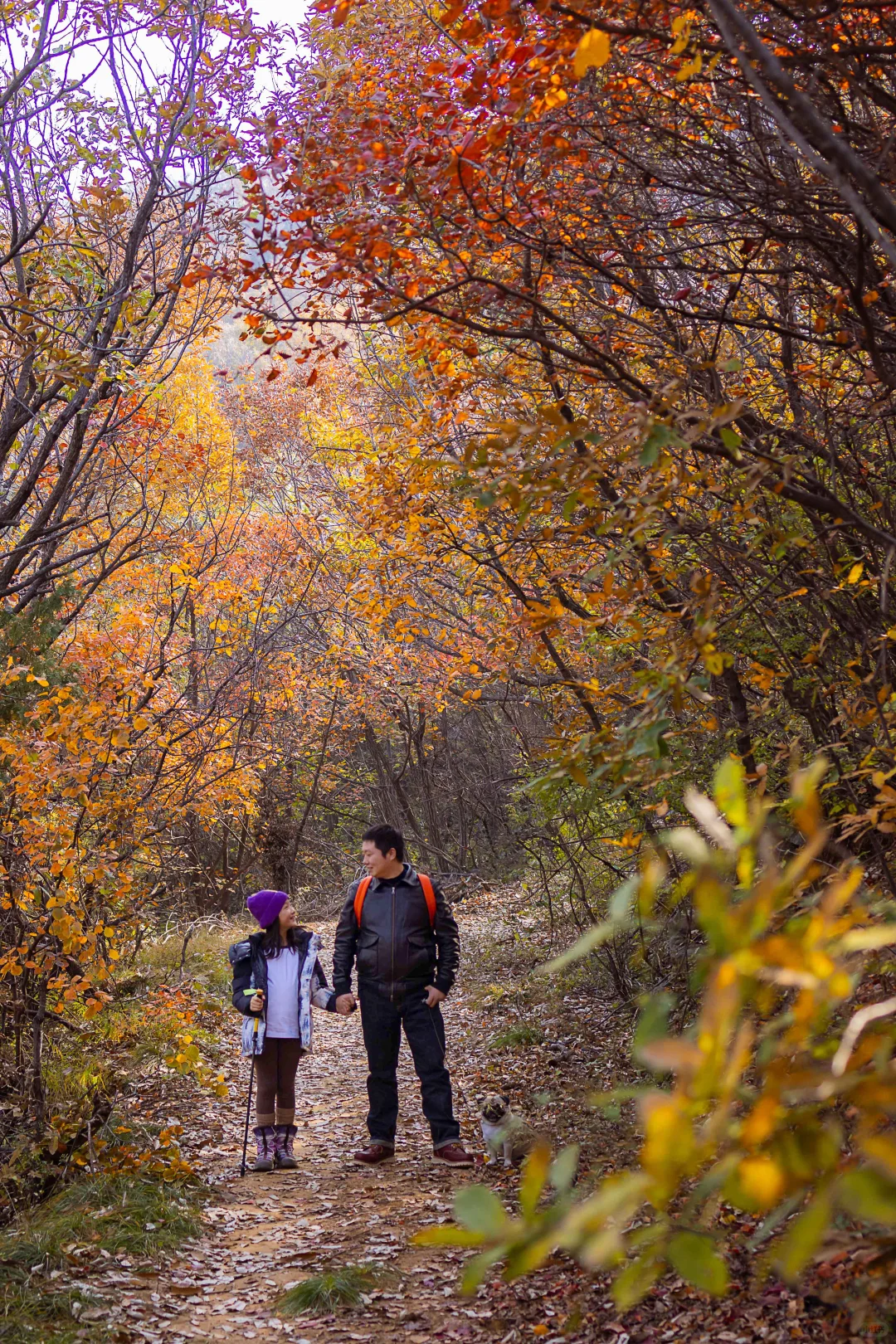 郑州1h直达！山上的红叶杀疯了！！！