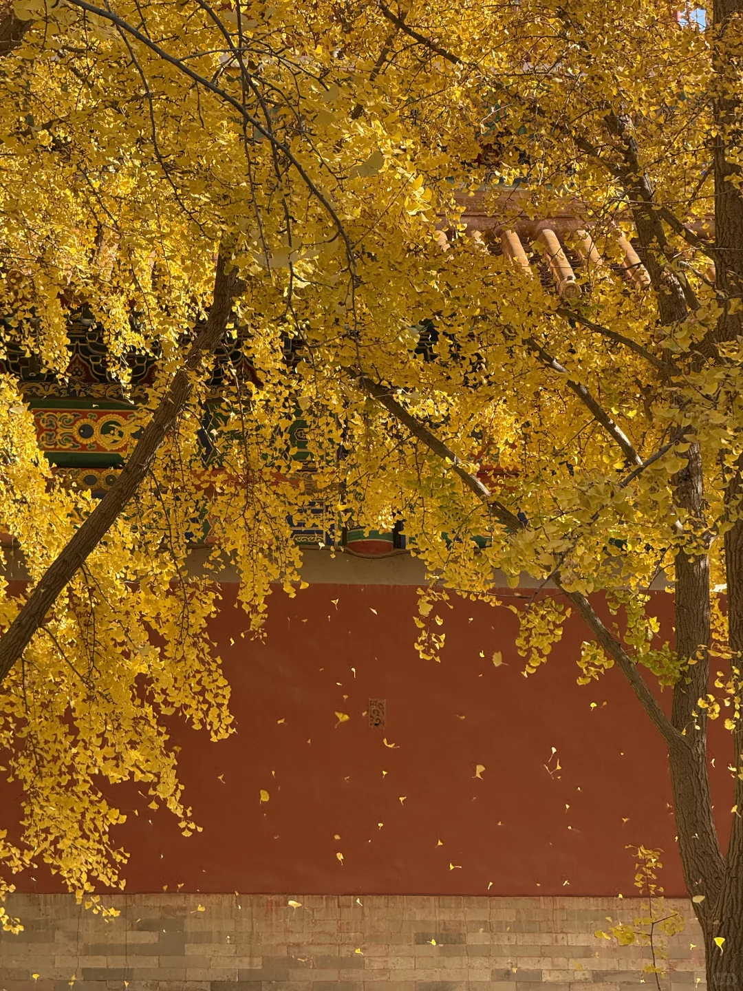 11.9 Live|每一次都会被落银杏的故宫惊艳到