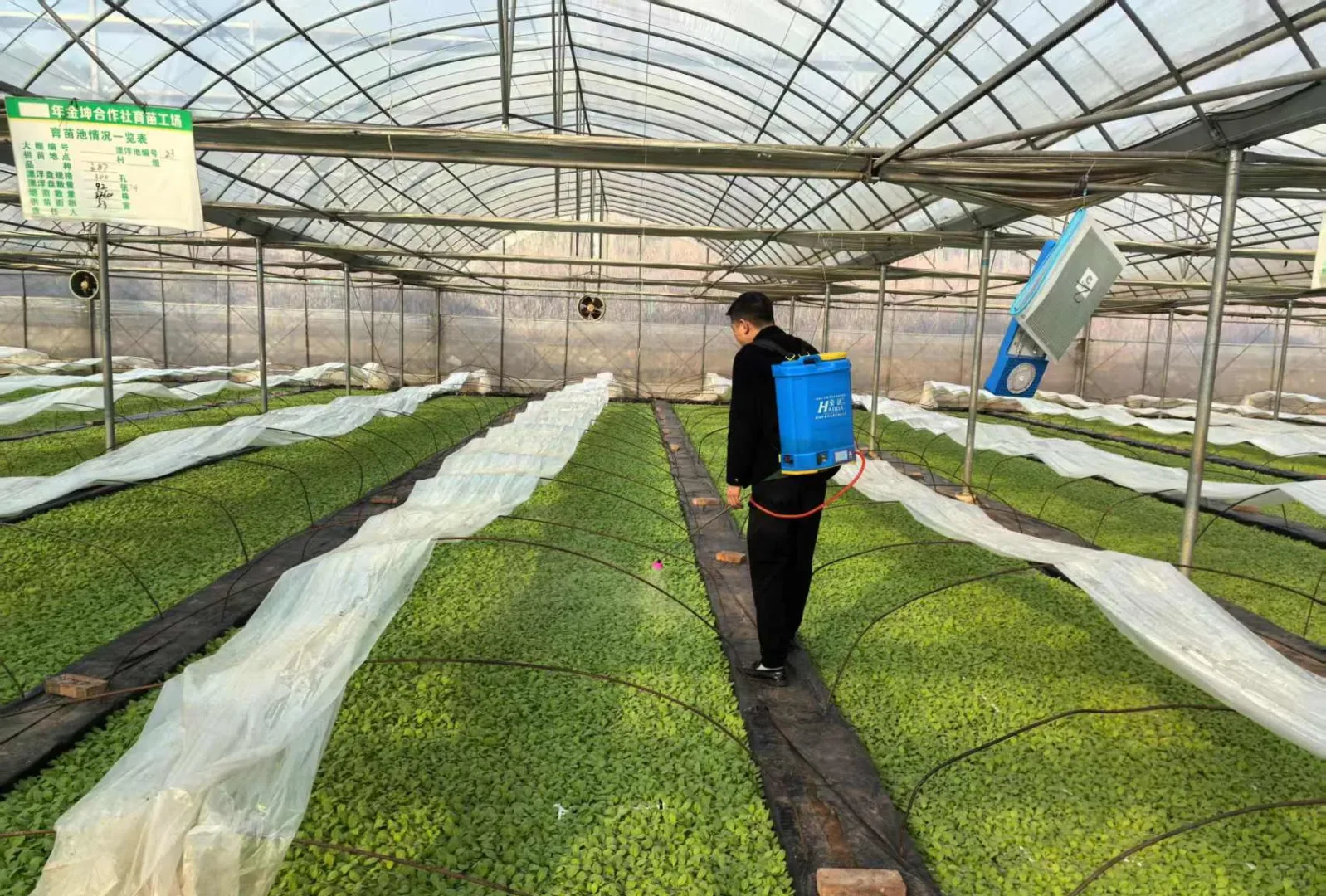 金叶飘叶飘香四百载芙蓉王身后的“湖湘黄金