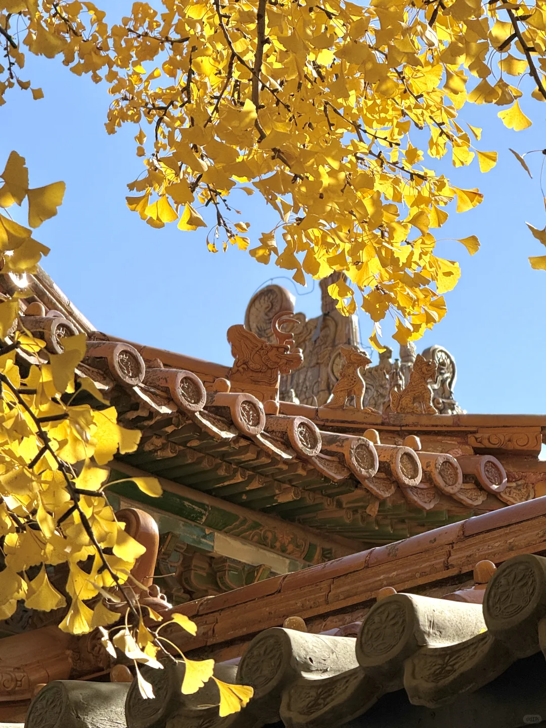 11.9 Live|每一次都会被落银杏的故宫惊艳到