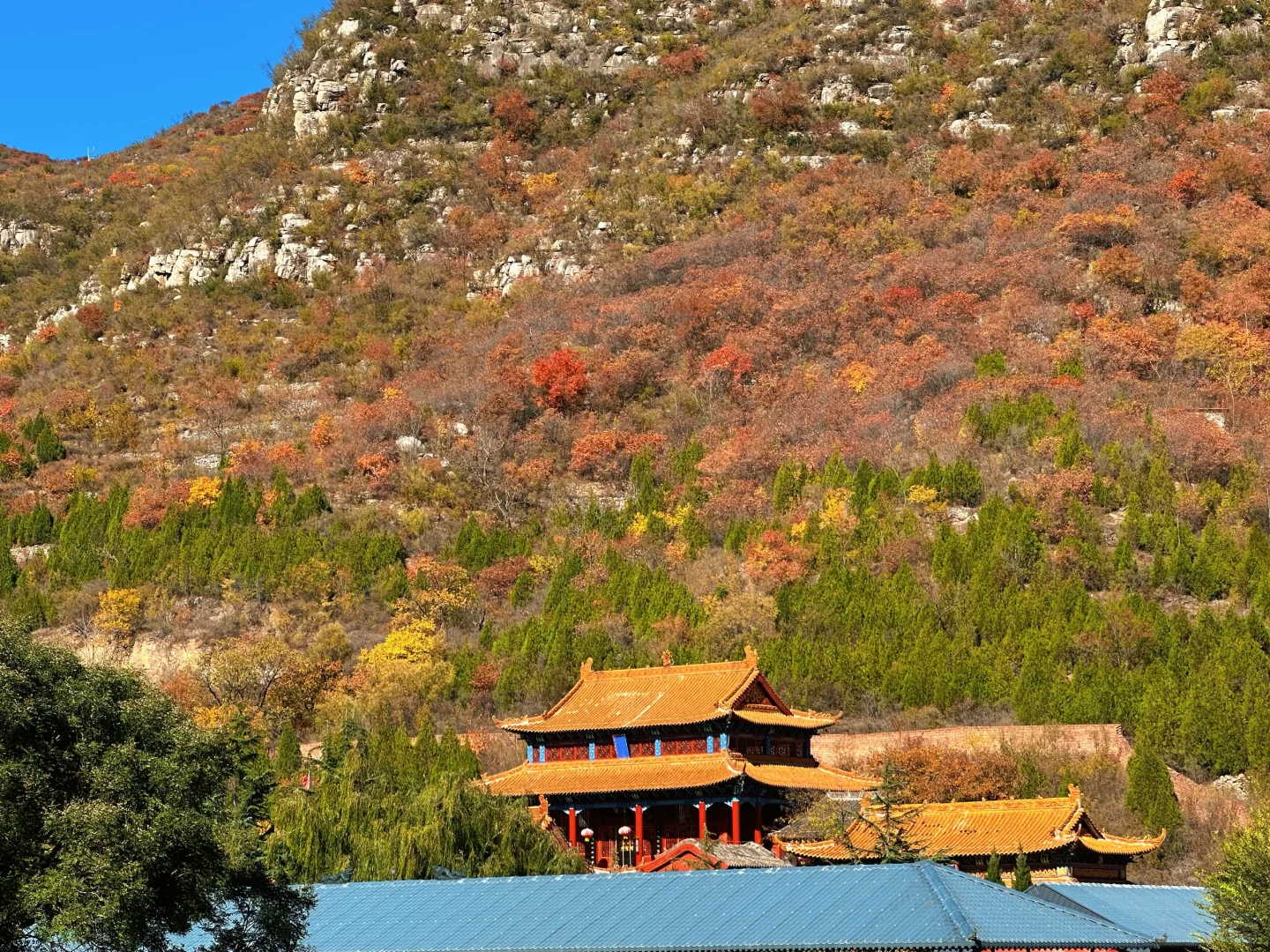 想看看你们拍的红叶🍁