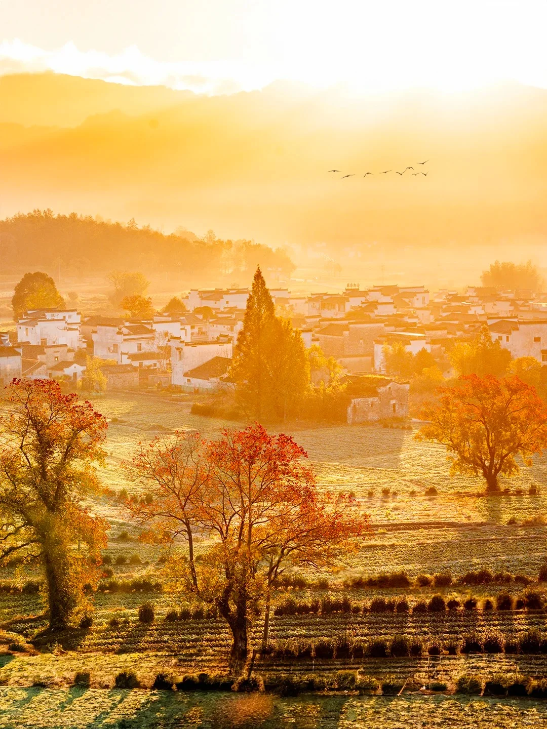 《国家地理》推荐‼️国内没有平替的绝美秋景