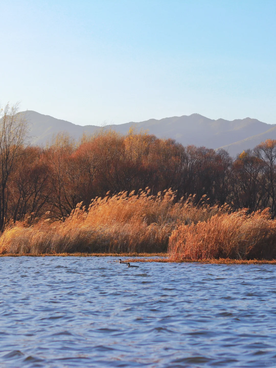 接下来的大理🍂才是冬日里的人间理想！