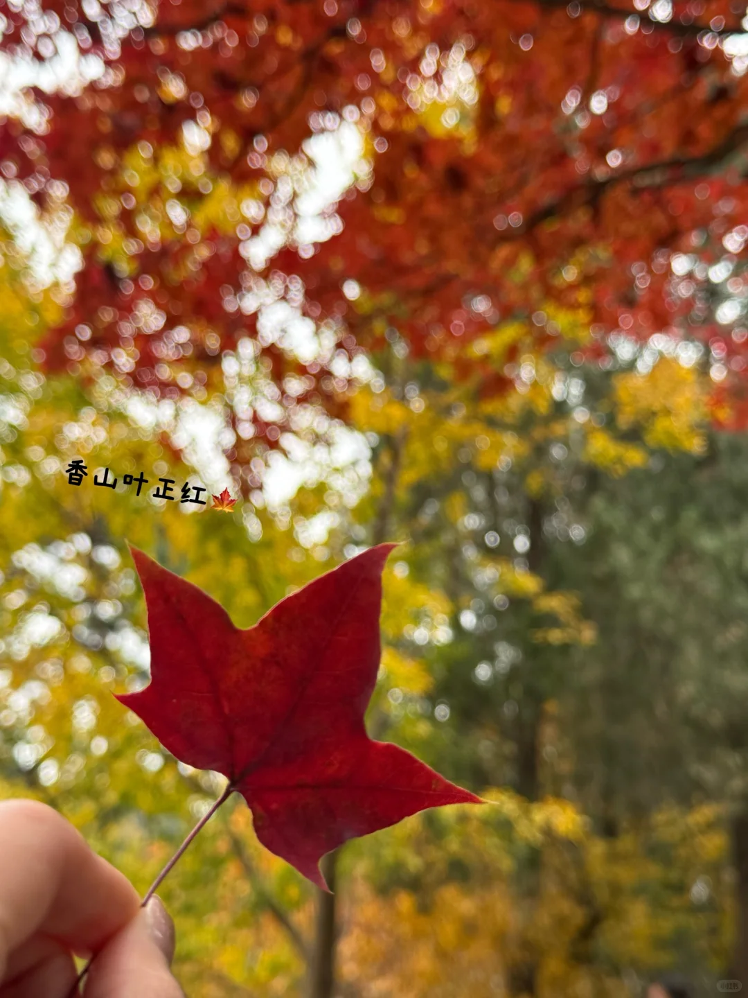 北平的秋🍂