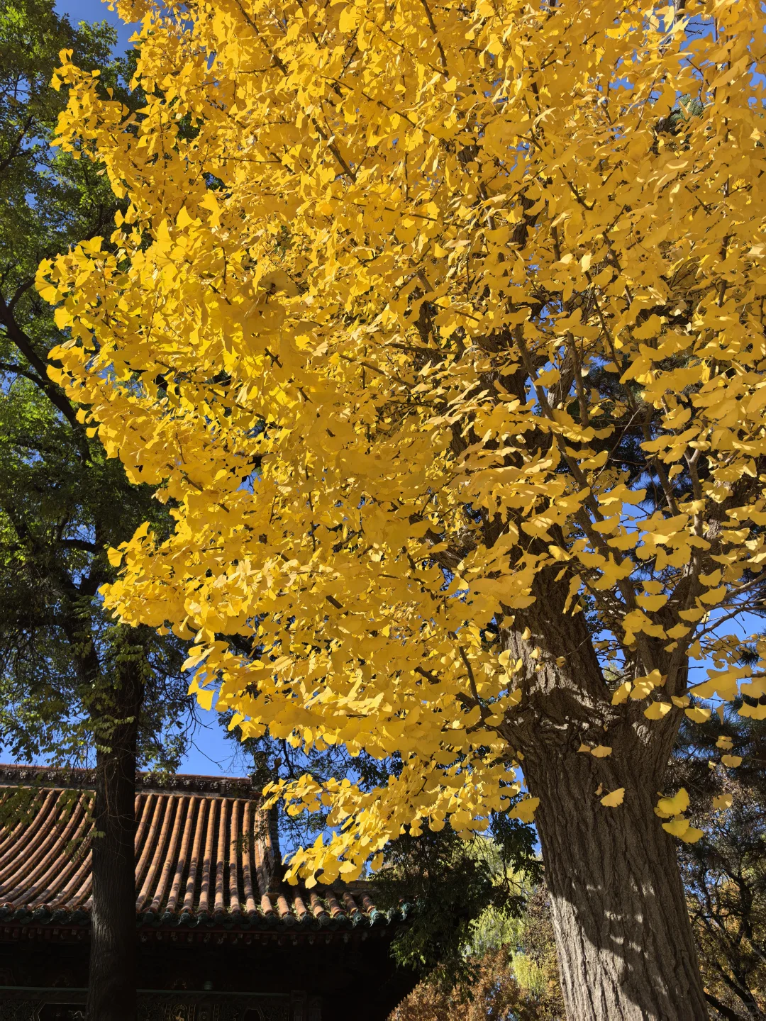 晋祠博物馆|银杏不负秋