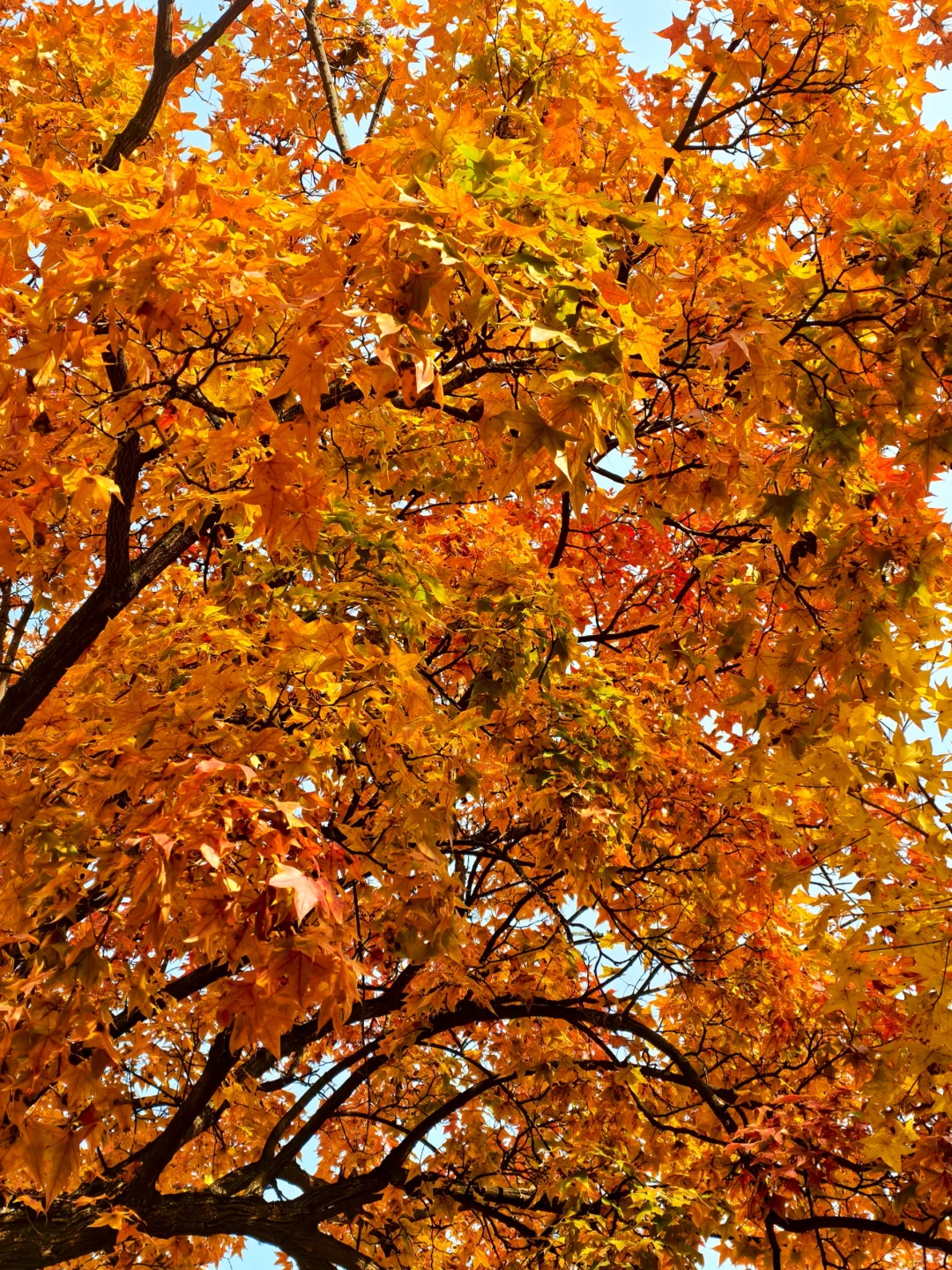 📍廊坊枫叶大道🍁11.4绝美live实况☀️