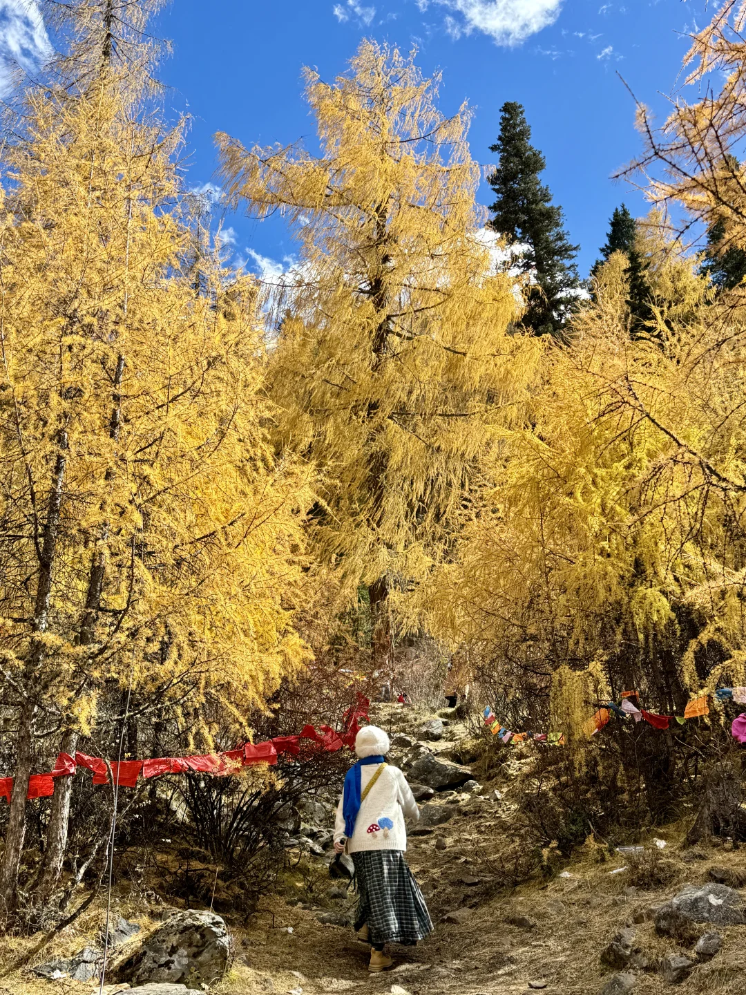 11.6📍理小路爆美！！川西是史诗级的秋天live