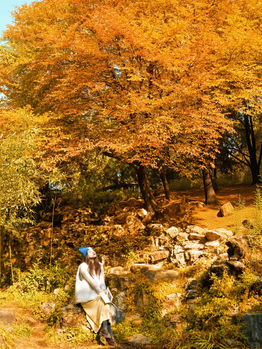 11.5实况!!颐和园油画般的秋景!杀疯了!🍂🍁