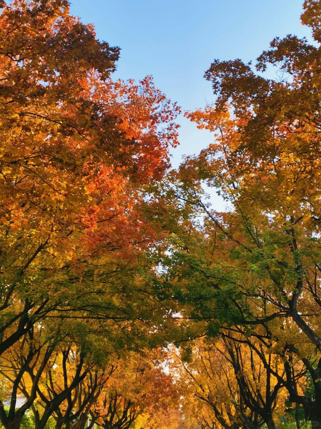 📍廊坊枫叶大道🍁11.4绝美live实况☀️