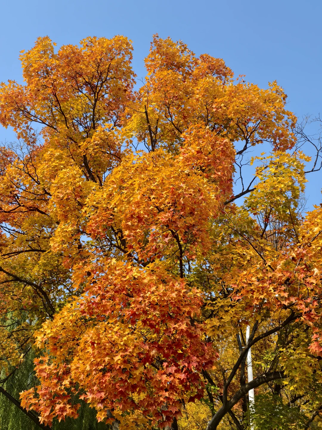 📍廊坊枫叶大道🍁11.4绝美live实况☀️