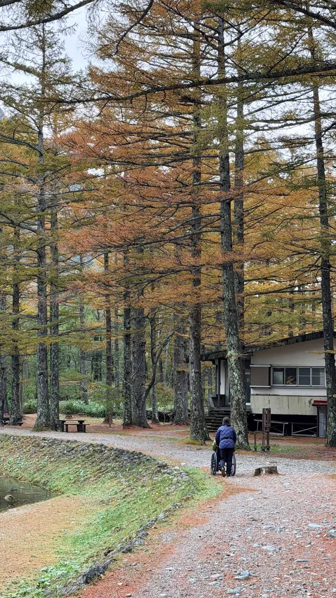 用全屏live打开上高地的秋天🍁