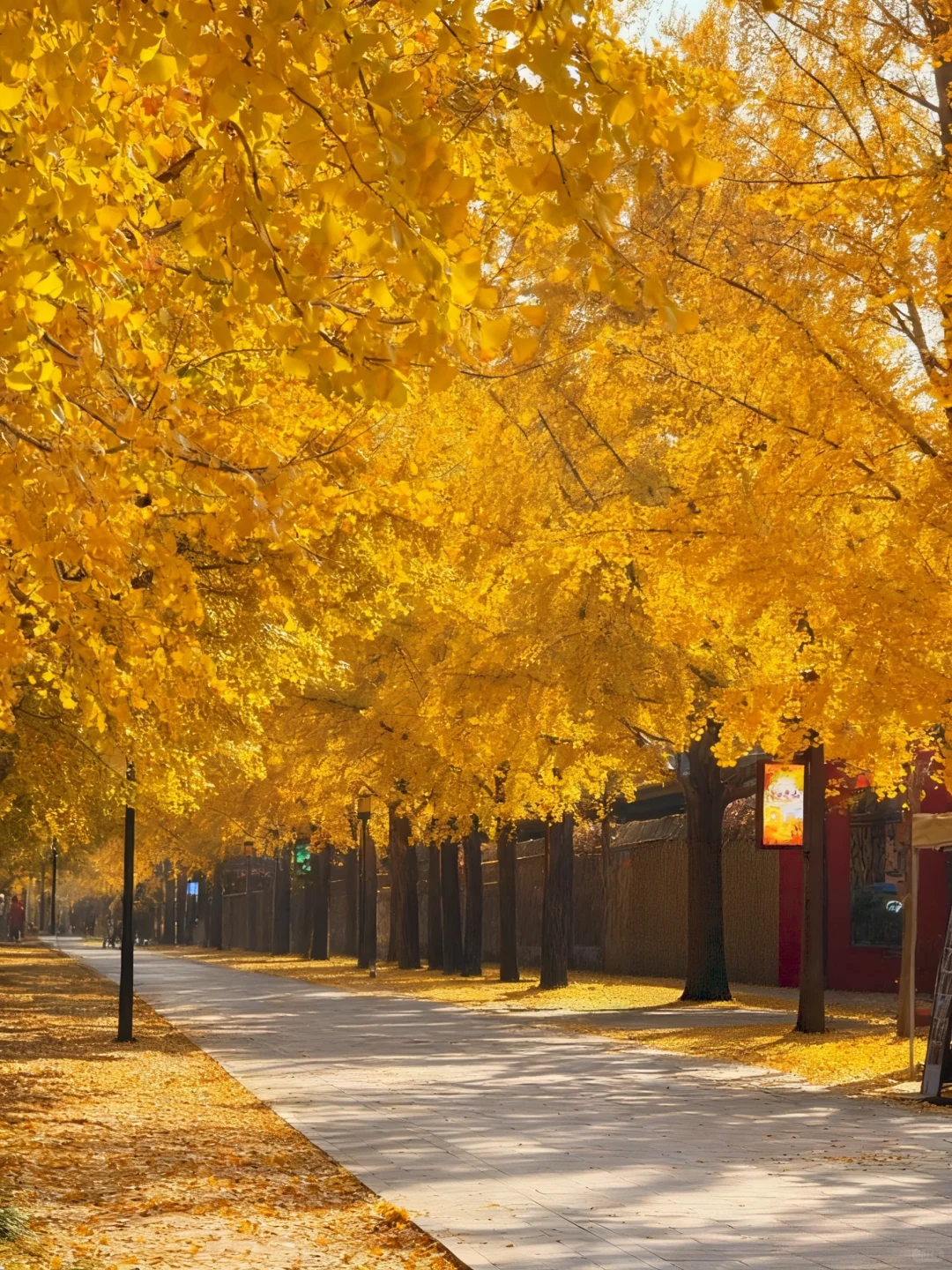 不愧是北京前三的银杏大道🥹……