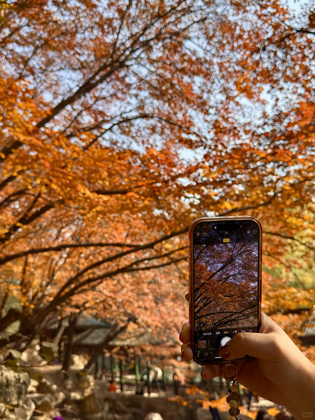 11.5实况!!颐和园油画般的秋景!杀疯了!🍂🍁