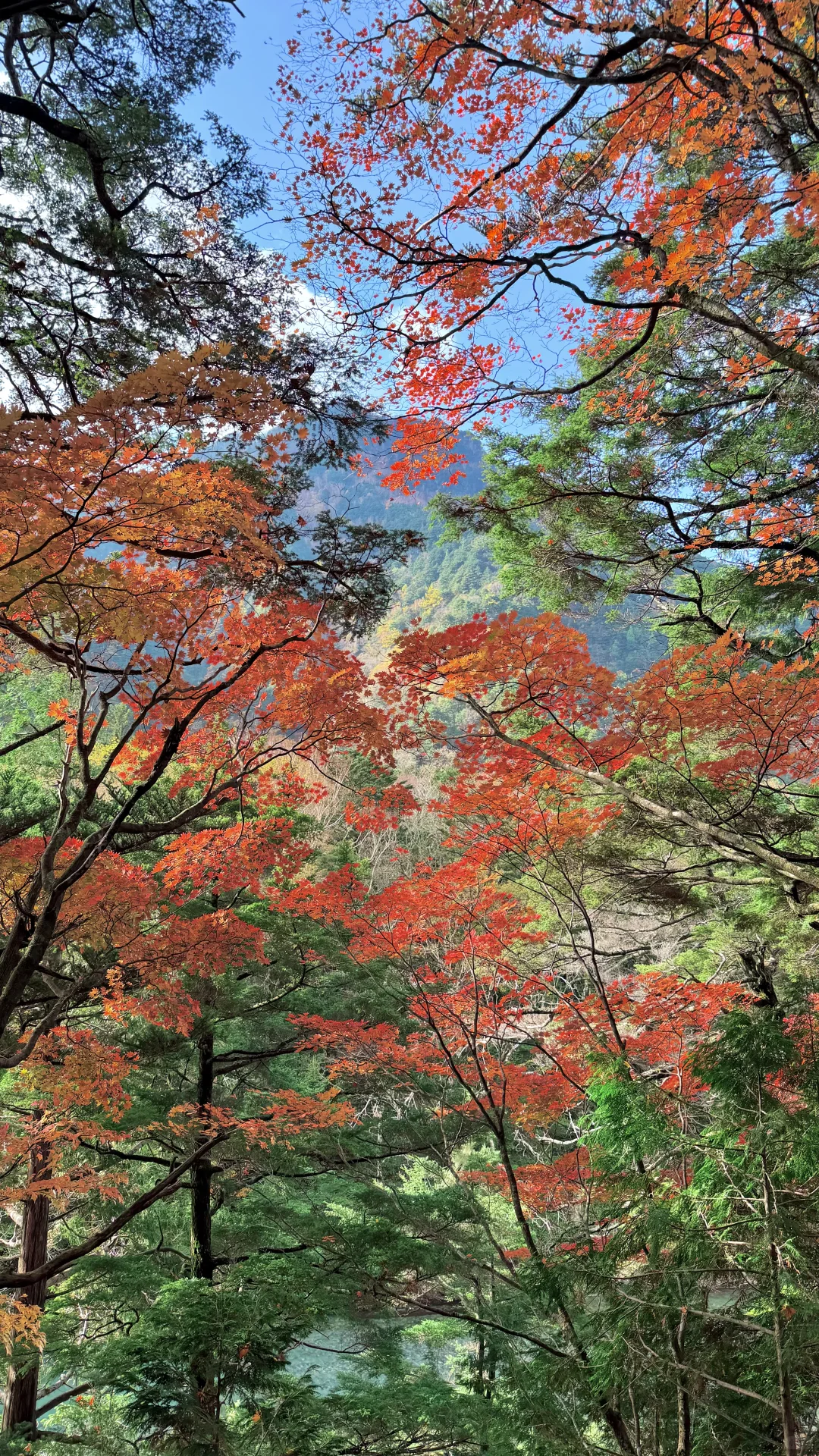 用全屏live打开上高地的秋天🍁