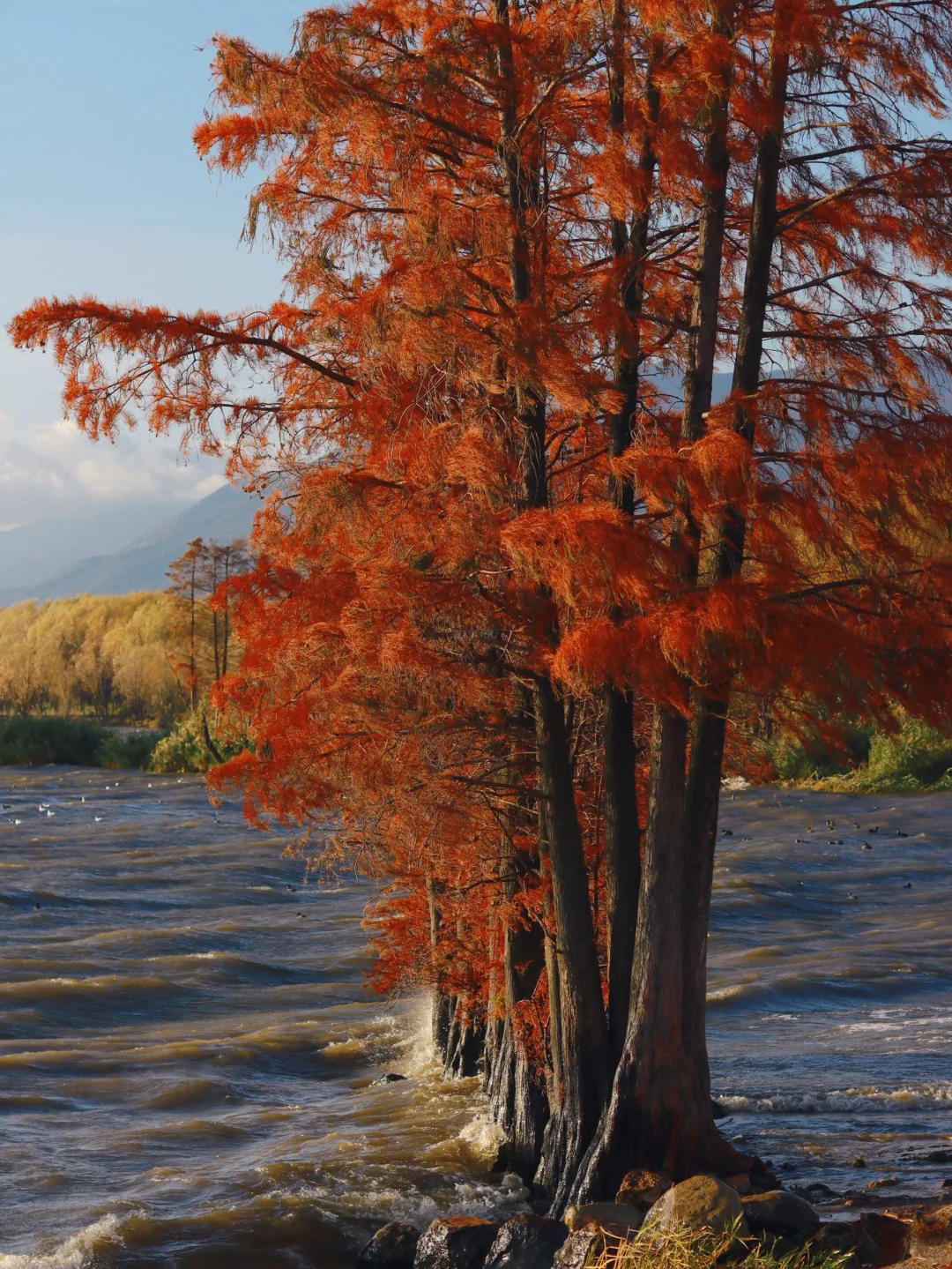 接下来的大理🍂才是冬日里的人间理想！