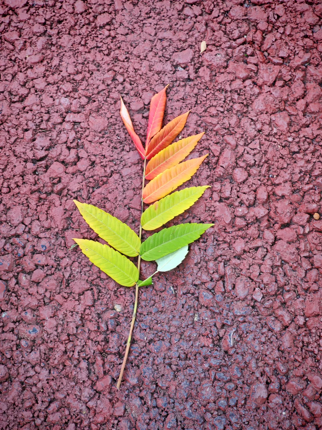 邯郸🥰关于粉红色的一切✨