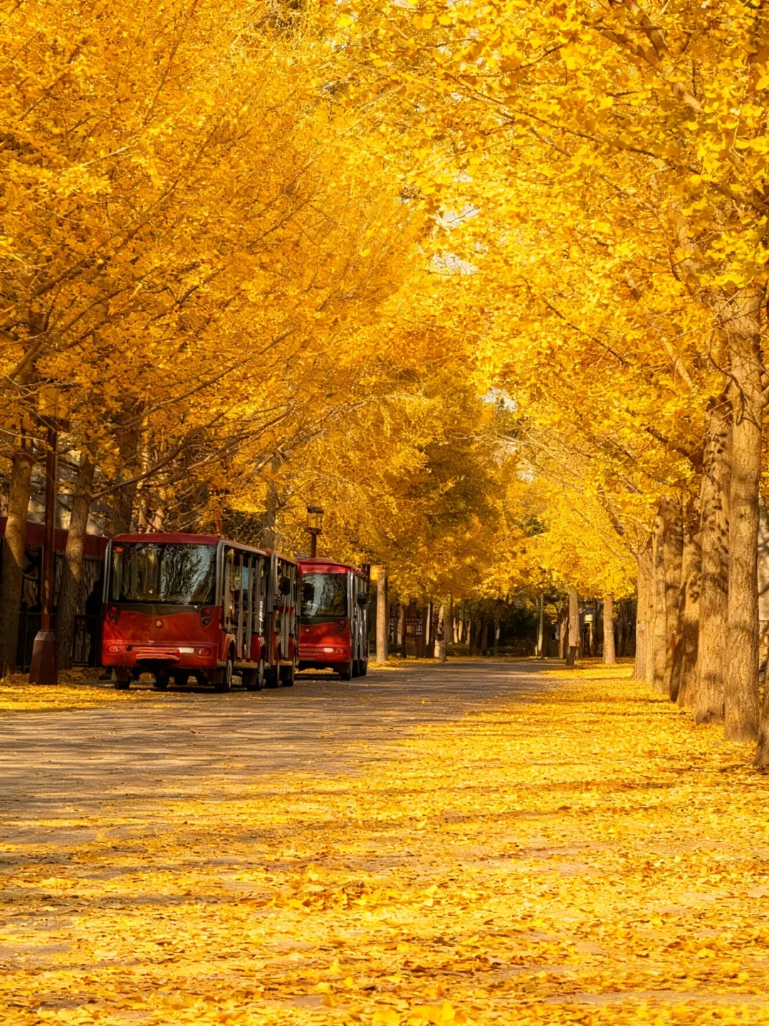 不愧是北京前三的银杏大道🥹……