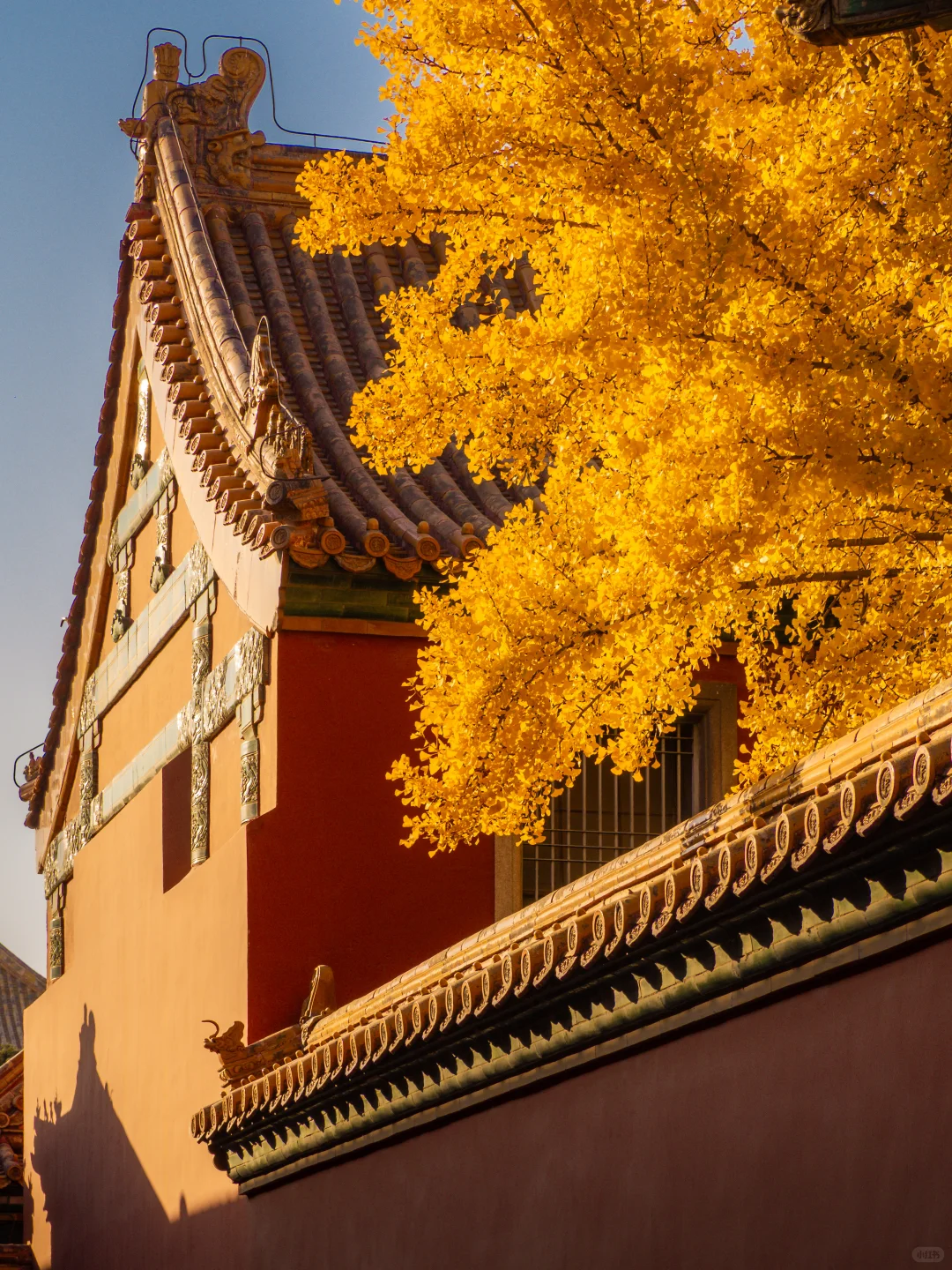接下来的故宫,是一眼千年红墙金叶的秋🍂