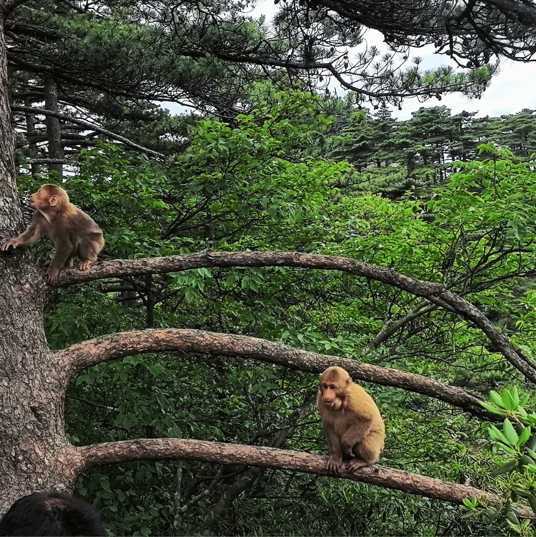 ✨黄山|人间仙境爬黄山全攻略,别错过这些