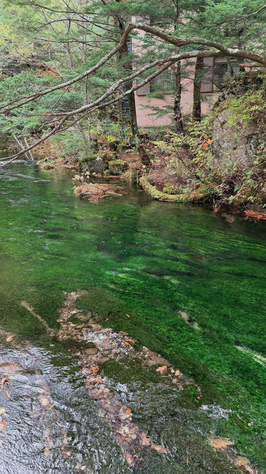 用全屏live打开上高地的秋天🍁