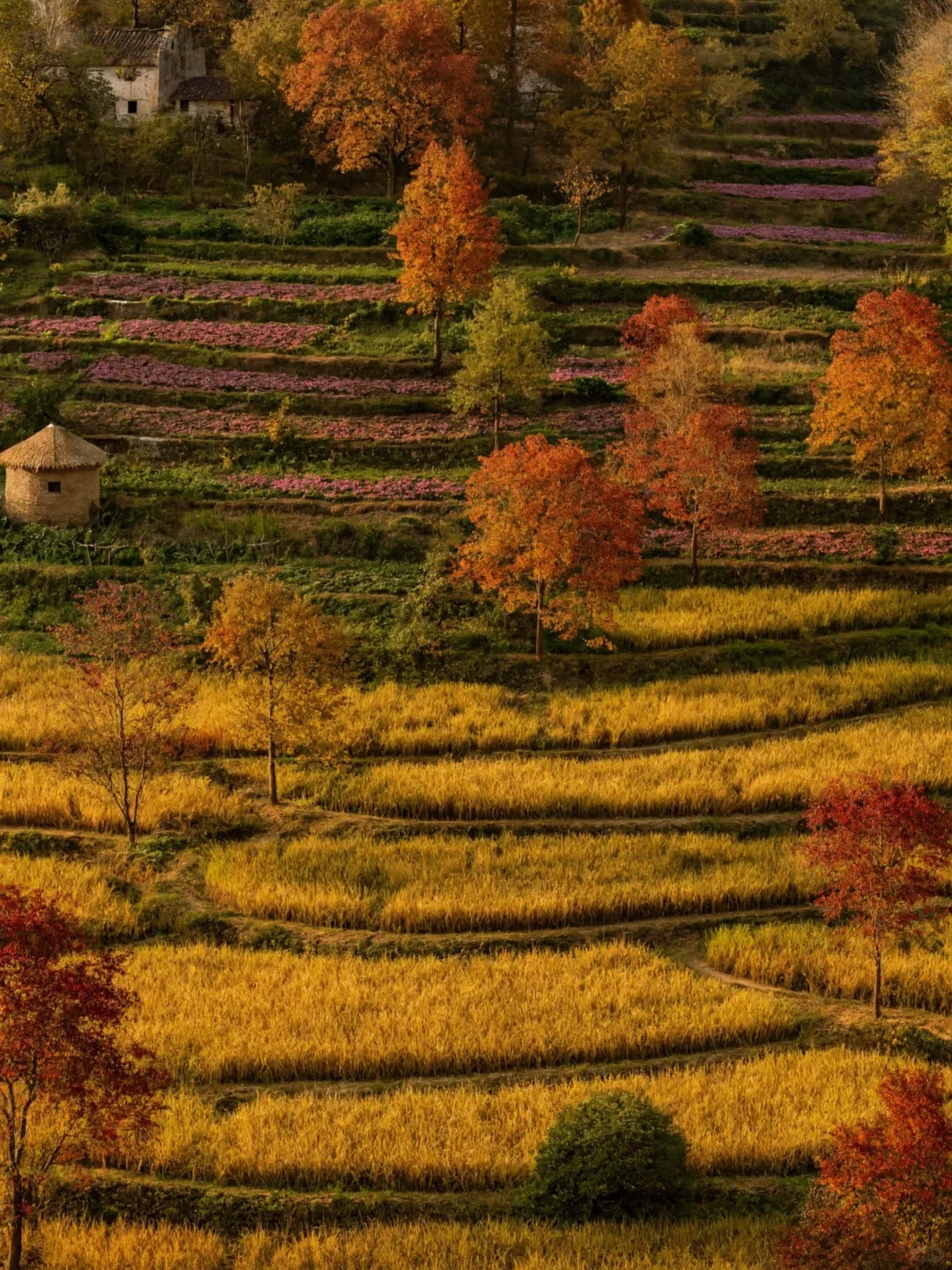 《国家地理》推荐‼️国内没有平替的绝美秋景