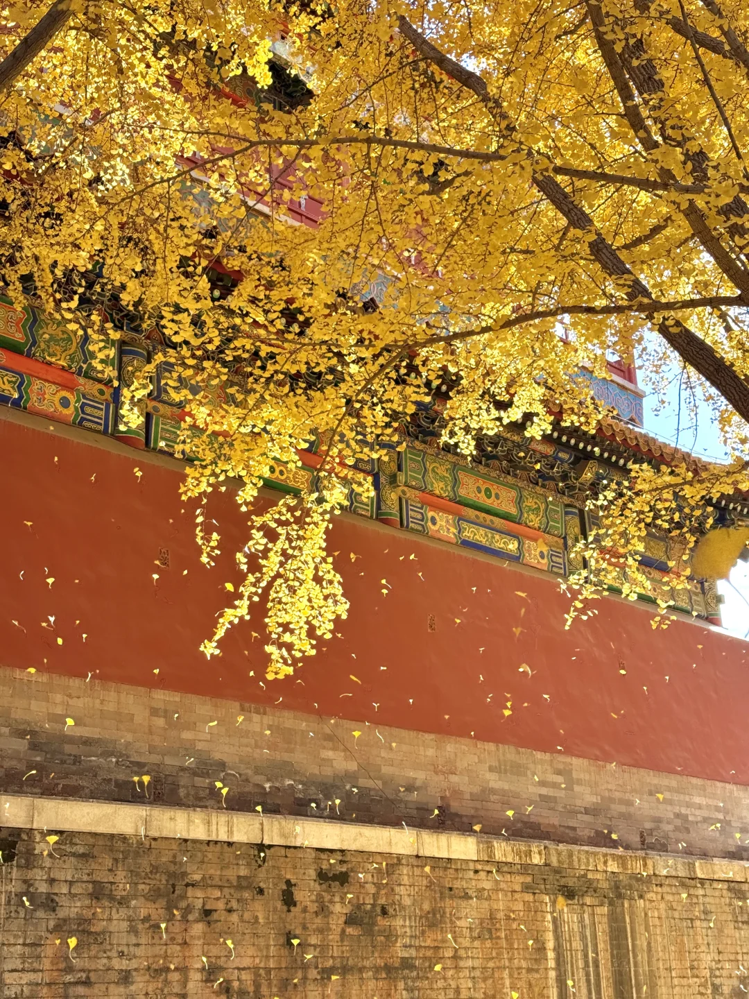 11.9 Live|每一次都会被落银杏的故宫惊艳到