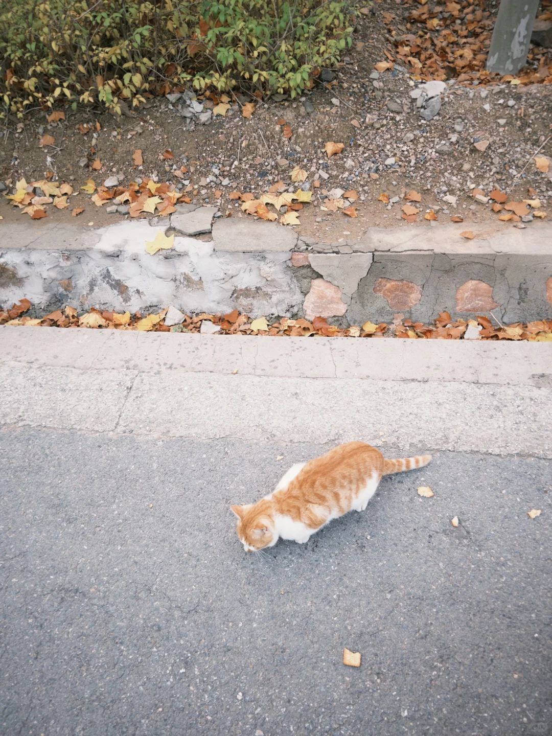 邯郸📍喜欢秋天的浪漫🍂