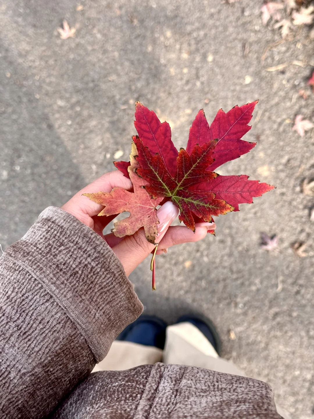 live邯郸｜枫叶是秋天的星星✨🍁