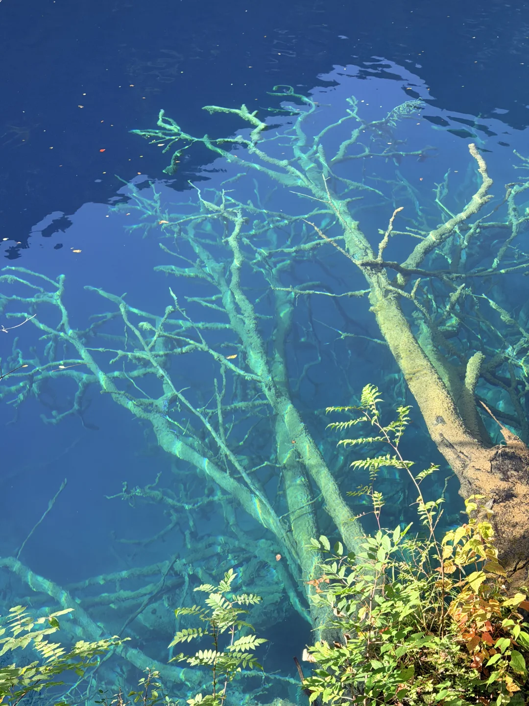 10.27九寨沟豪赌成功!红叶美哭|Live实况