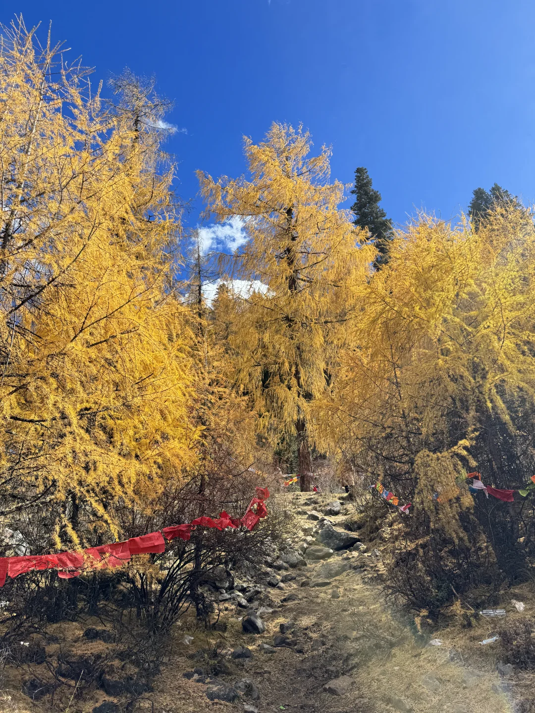 11.6📍理小路爆美！！川西是史诗级的秋天live