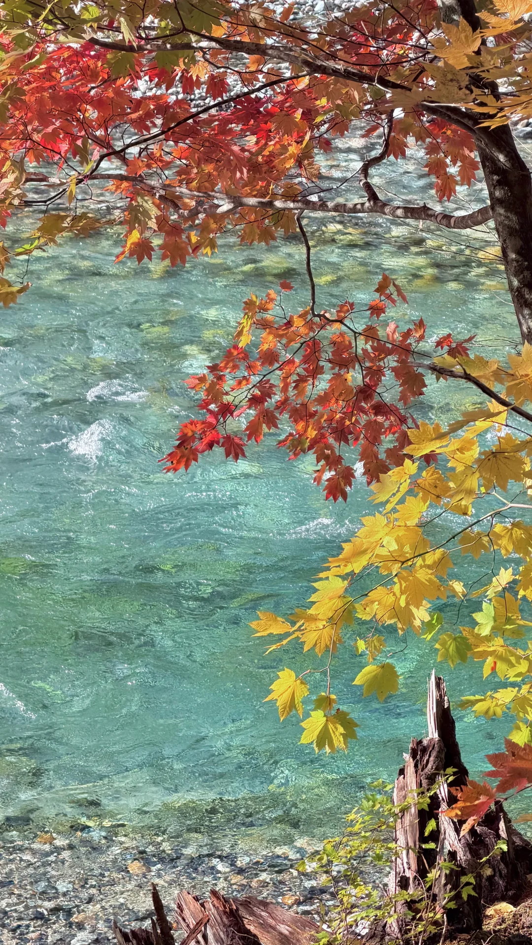 用全屏live打开上高地的秋天🍁