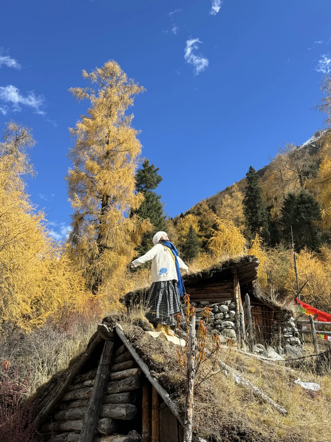 11.6📍理小路爆美！！川西是史诗级的秋天live