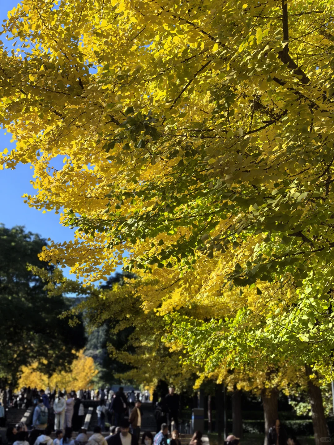 晋祠博物馆｜银杏不负秋