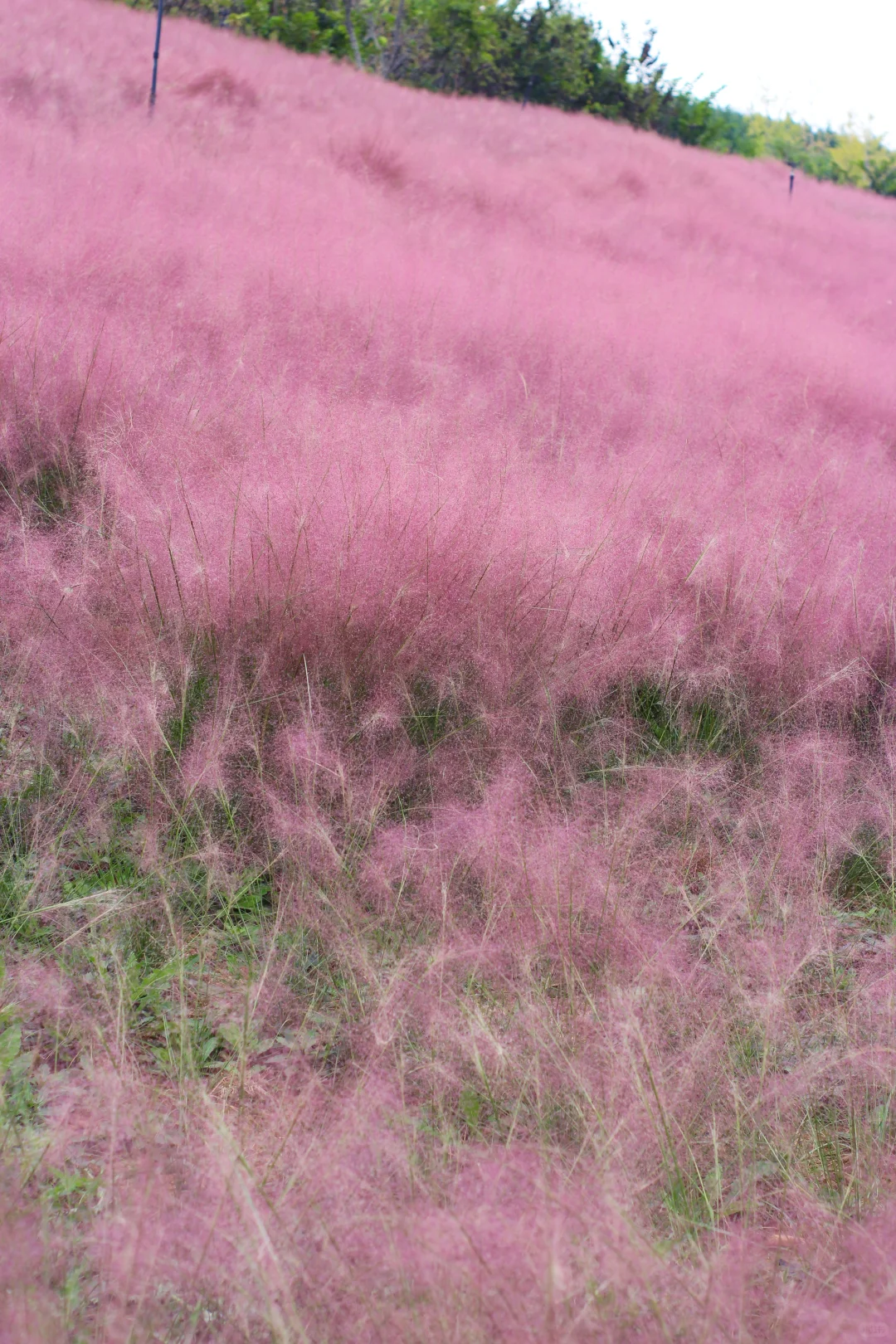 邯郸🥰关于粉红色的一切✨
