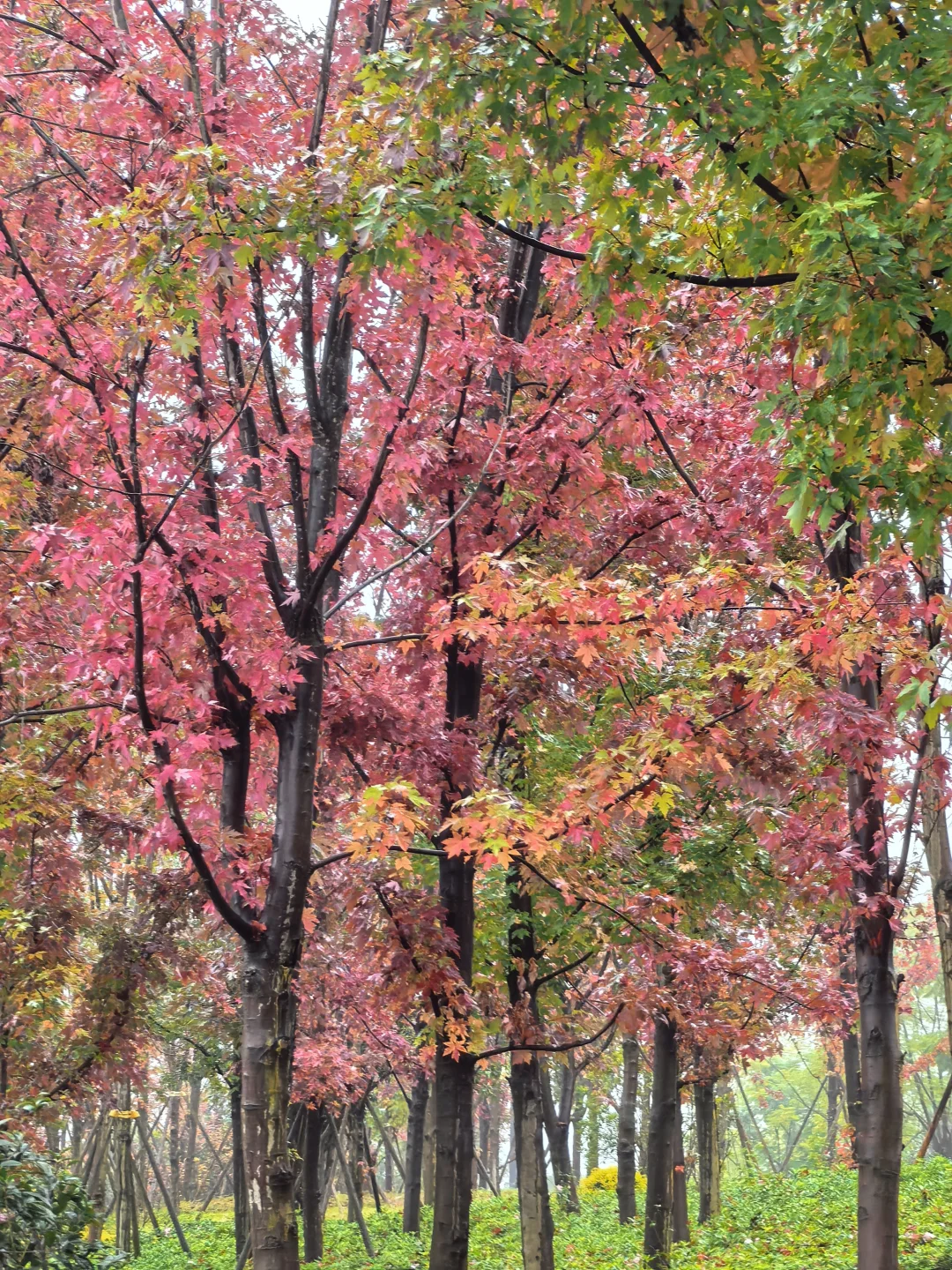 重庆的秋天在哪里|鹿山公园红枫来一波