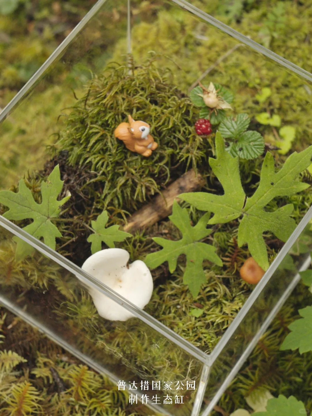 香格里拉限定｜探秘普达措