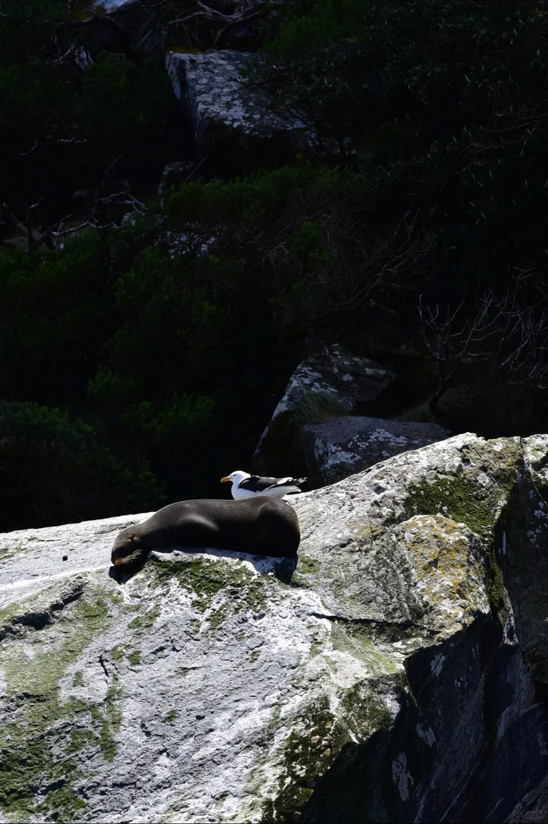 米尔福德峡湾出行之选择飞机值回票价