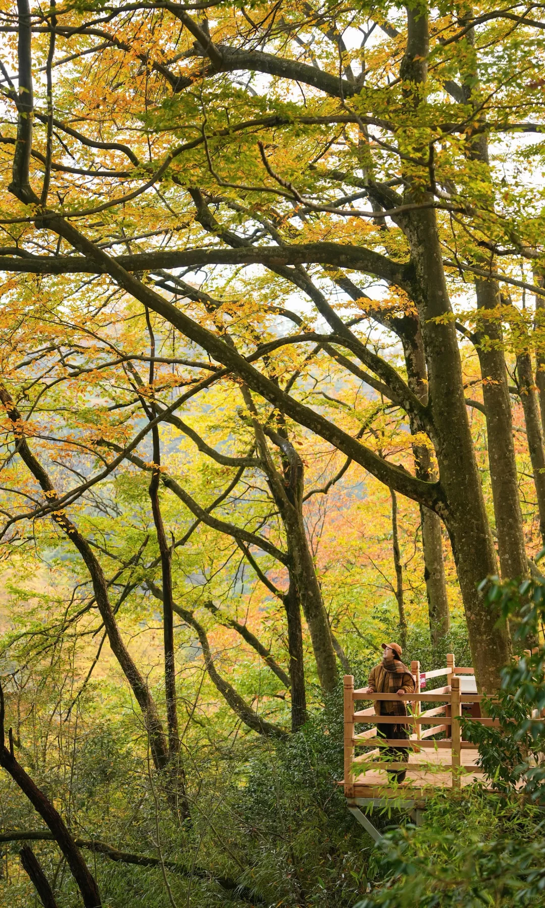 全屏｜迄今为止蕞震撼的赏秋🍁地出现了！