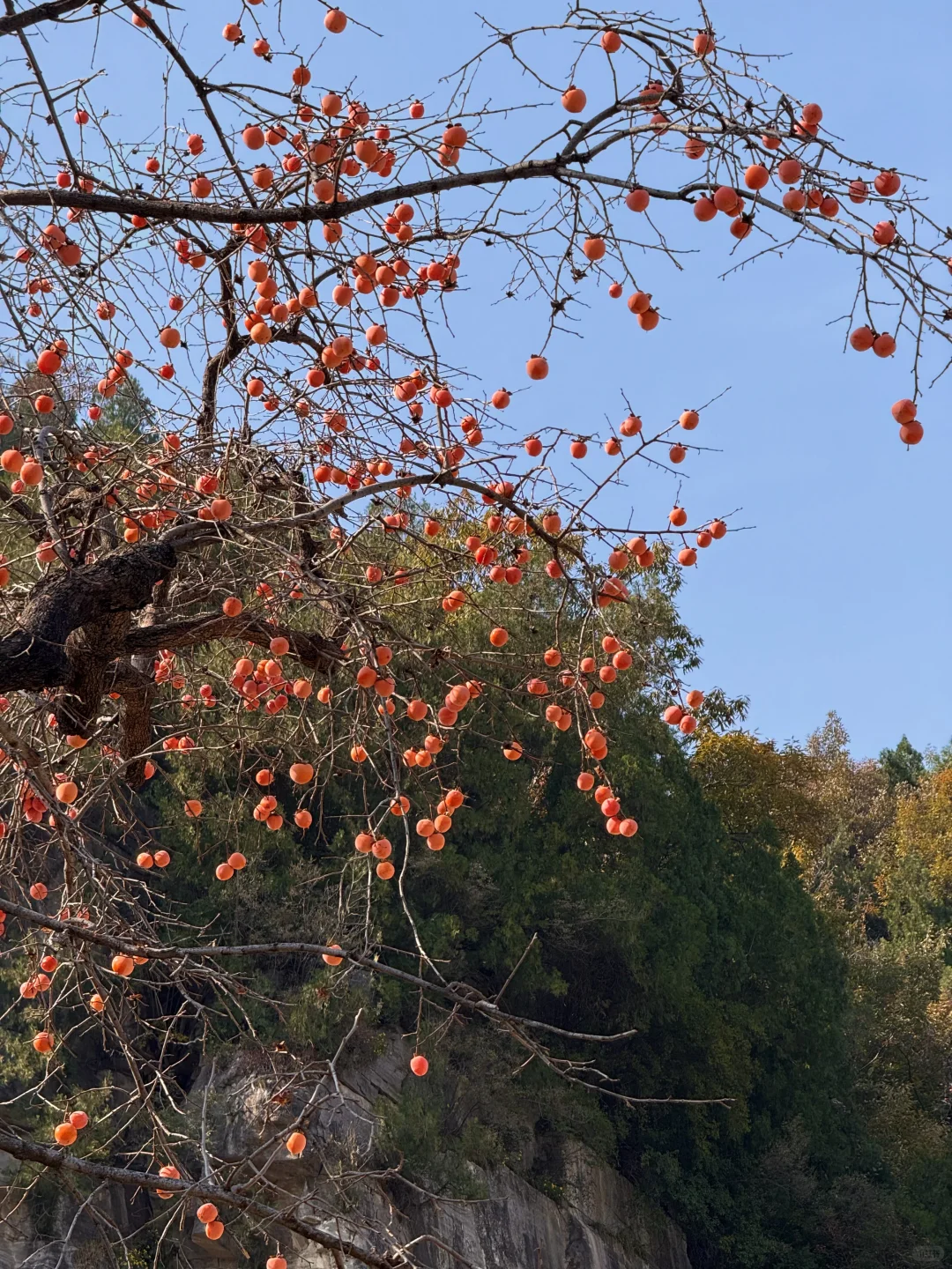 郑州1h直达！山上的红叶杀疯了！！！