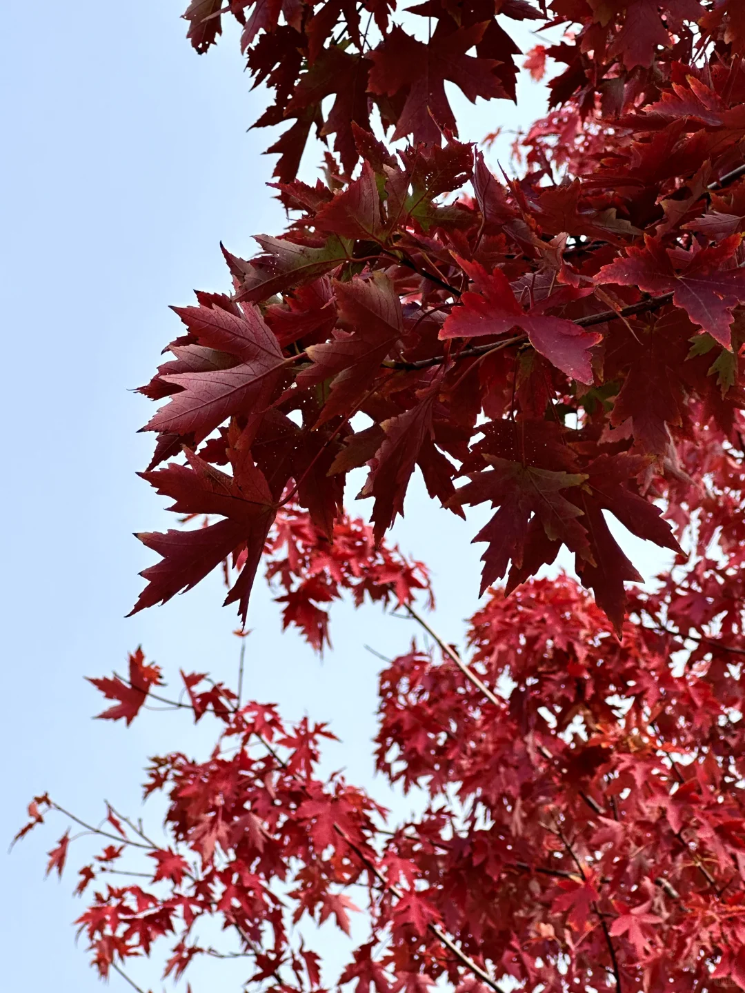 live邯郸｜枫叶是秋天的星星✨🍁