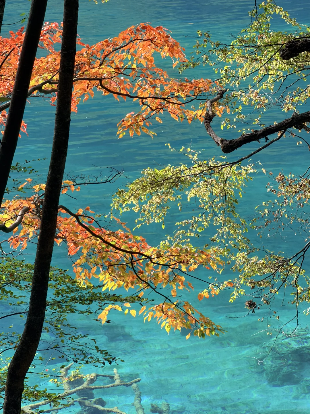 10.27九寨沟豪赌成功!红叶美哭|Live实况