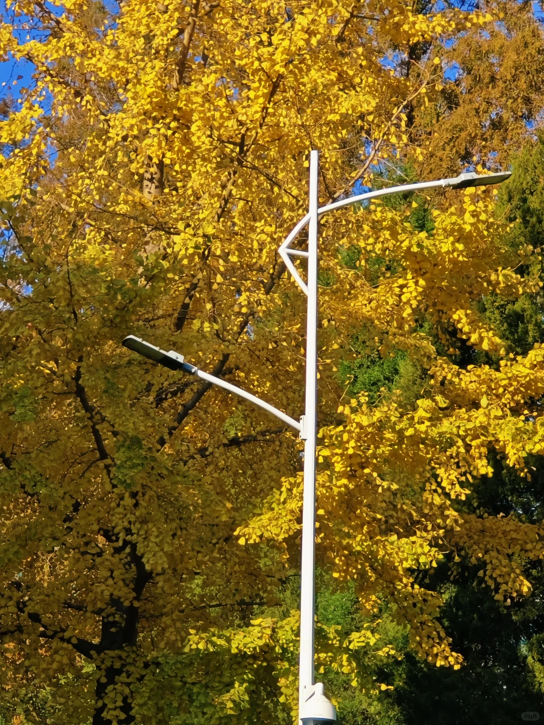 大连的秋天尊嘟好好看