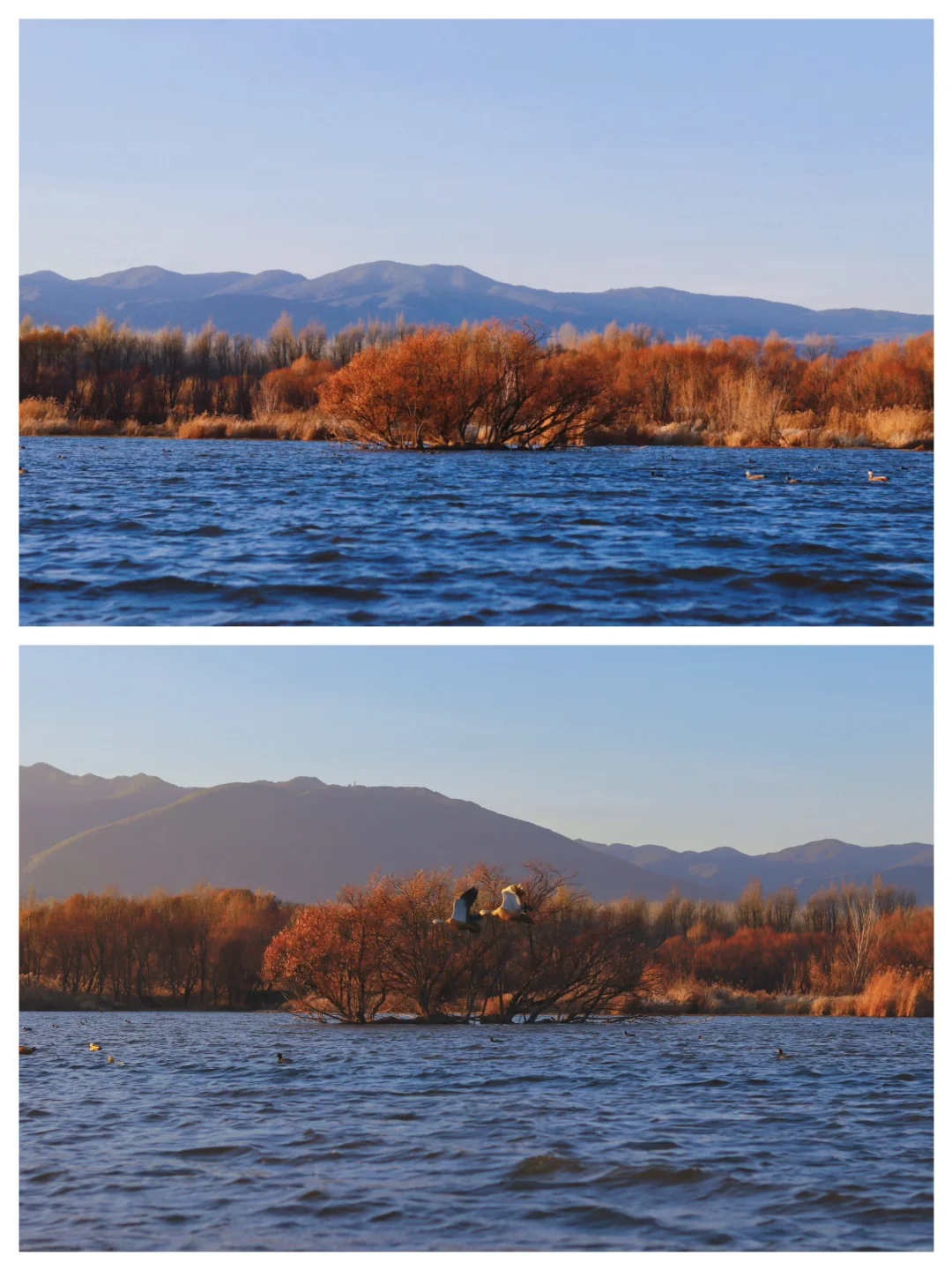 接下来的大理🍂才是冬日里的人间理想！