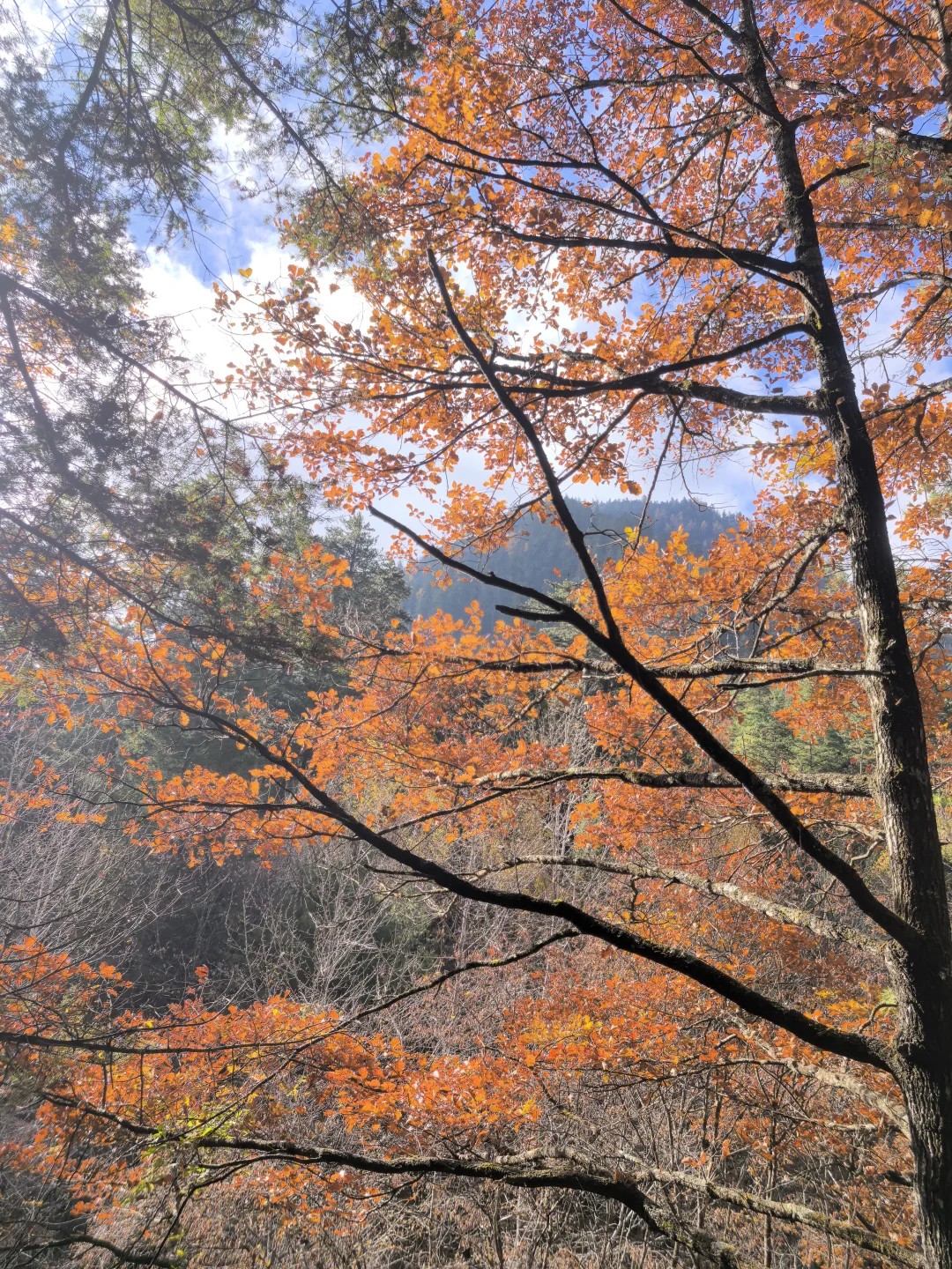 11.11九寨沟树正沟实况