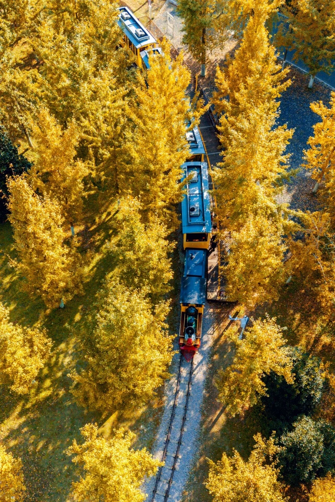 报！！银杏浓度已达100%🍂