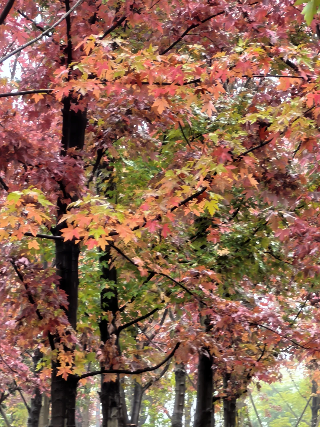 重庆的秋天在哪里|鹿山公园红枫来一波